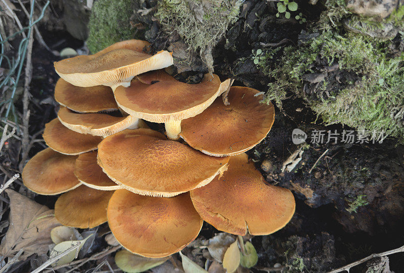 gymnopilus junonis